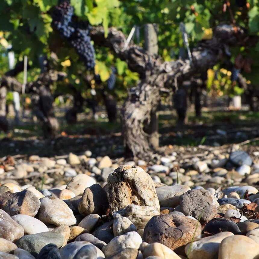 植树节｜|你知道酿酒的葡萄不止是种植在土壤里的吗？