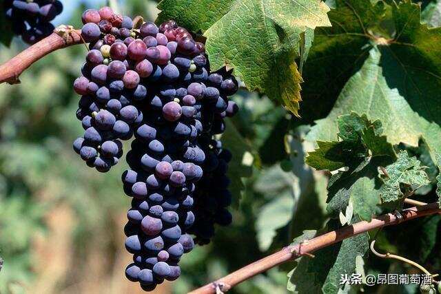 这六大葡萄酒知名国家的明星葡萄品种 你认识几个？