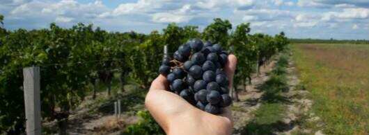 创新葡萄栽培技术，以应对未来的挑战，你准备好了吗？