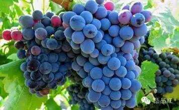 法国十大红葡萄品种大揭秘