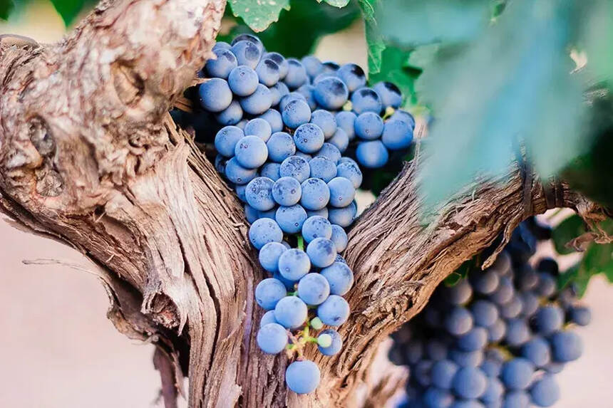 红酒的葡萄品种为什么我们听得最多的是赤霞珠？