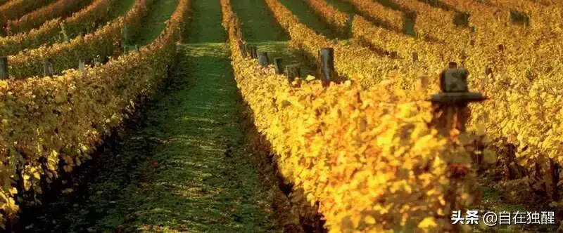 除了意大利的普罗塞克葡萄酒产区，你还知道哪些申遗成功的产区？