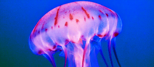 漂浮的海洋生物，水母——鸡尾酒~
