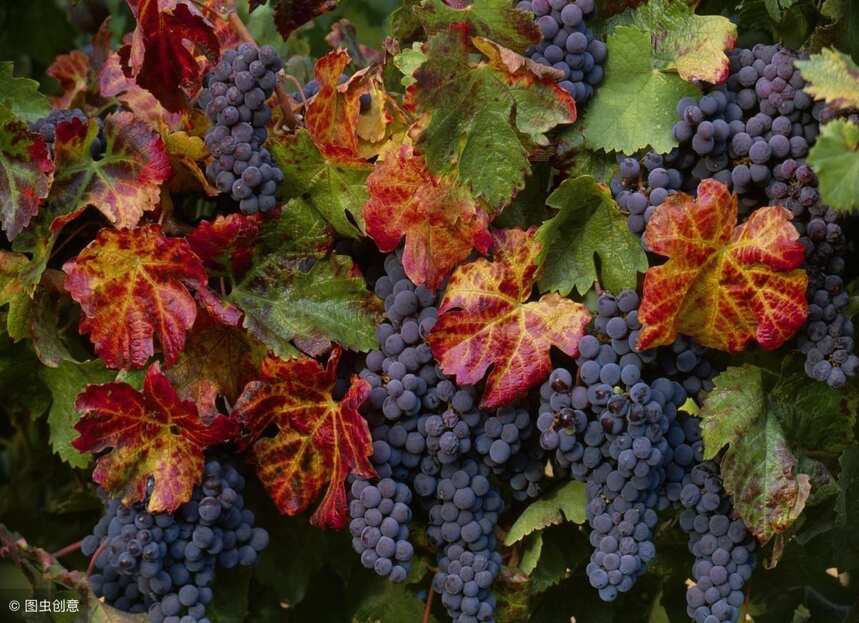 葡萄酒知识简介：葡萄品种和产地