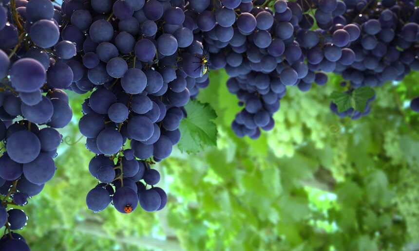 2018年意大利葡萄产量预测或将增幅15%