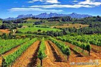 全世界葡萄种植面积最大的国家---西班牙