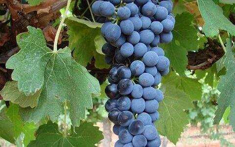 西拉，一个古老的葡萄品种