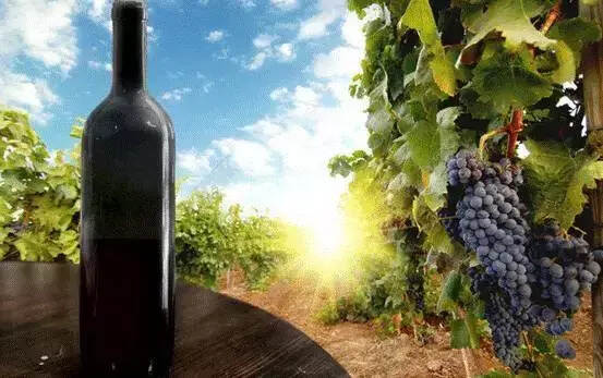 科普｜澳洲最值得收藏的葡萄酒-奔富Bin389