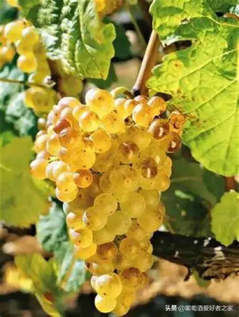 白葡萄酒主要品种：世界主流的12大白葡萄品种