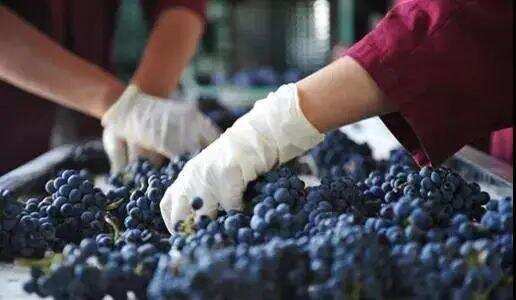 为什么葡萄比其他水果更适合酿酒？