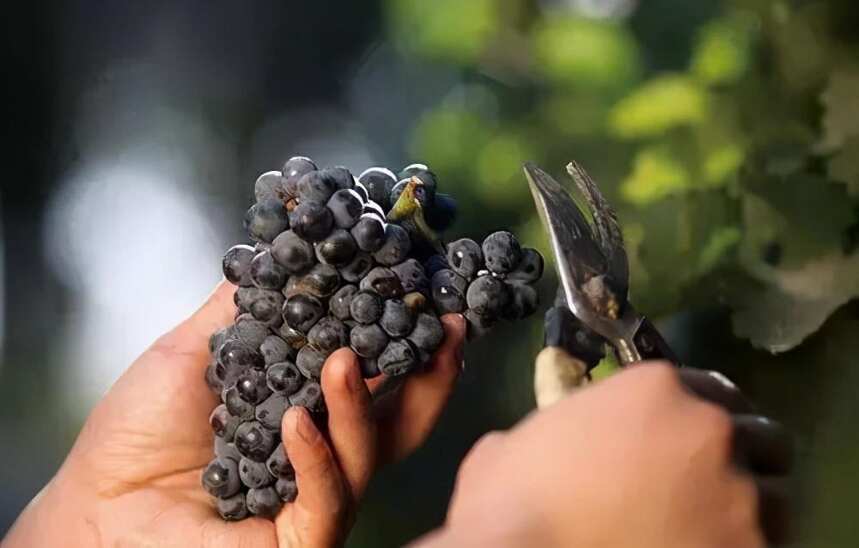 葡萄酒的品质真的和年份有很大关系吗？
