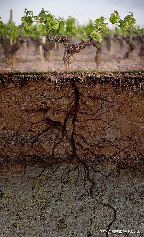 土壤是如何影响葡萄酒口感的，你知道吗？