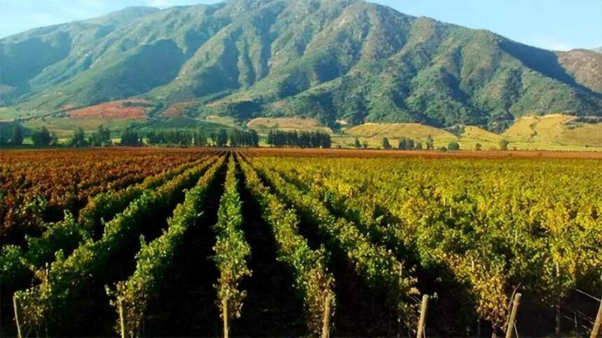 智利葡萄酒的产区：这些“行内”特点，知多少