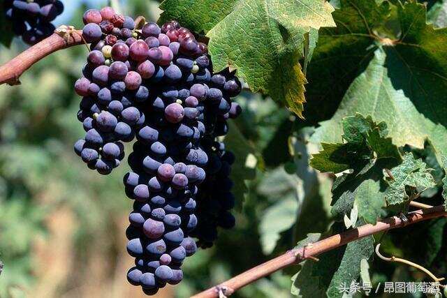 宁夏葡萄酒产区受倒春寒影响 部分酒庄出现减产