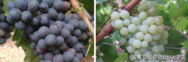 法国更新法定葡萄品种目录，人工培育&国外品种赫然在列