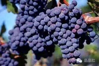 法国十大红葡萄品种大揭秘