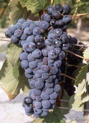 在历史悠久的波尔多AOC投票中批准了七种新葡萄