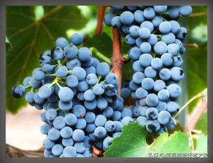带你了解拉菲葡萄酒产地：波尔多的7大葡萄品种