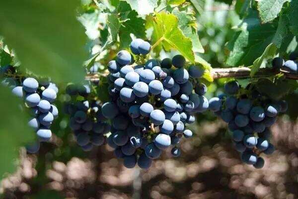 澳洲遇116年来最严重干旱，葡萄产量下降！澳洲酒遭遇二次涨价？
