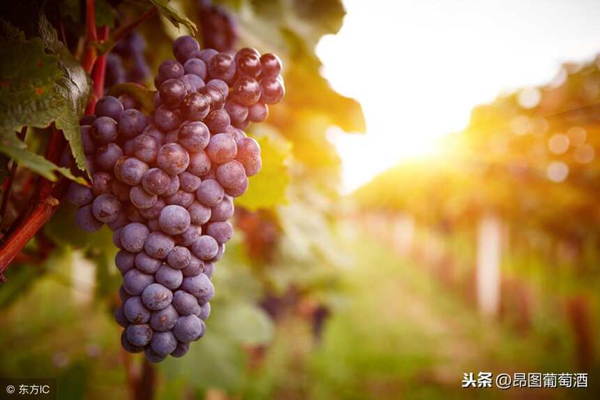 天气好是葡萄酒的好年份，品质好！气候对葡萄酒有什么直接影响？