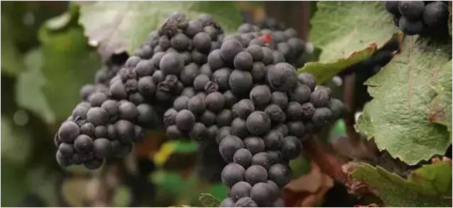葡萄品种不一样，酿出的葡萄酒口感也不一样