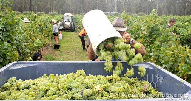 澳洲果园进入采摘季 背包客劳动力供应不足
