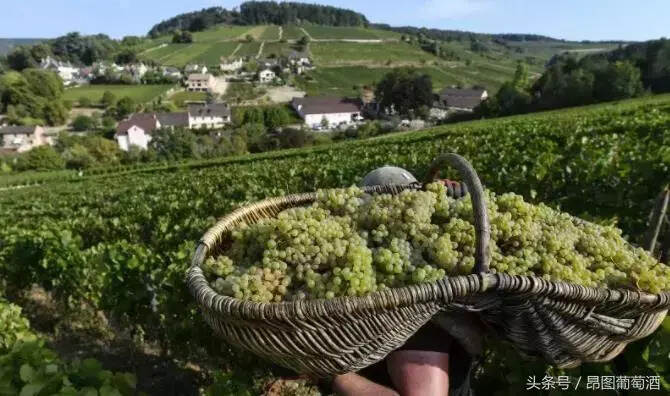 欧盟成员国葡萄酒产量普遍大幅回升！明年可以喝便宜酒啦！