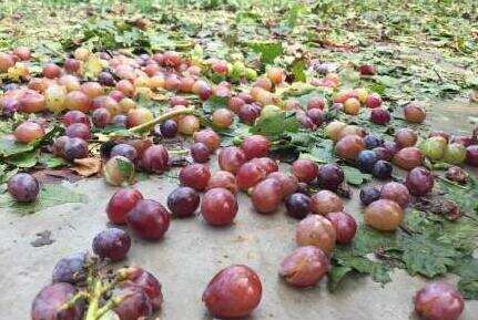 夏季多暴雨，你的葡萄被冰雹毁了吗？