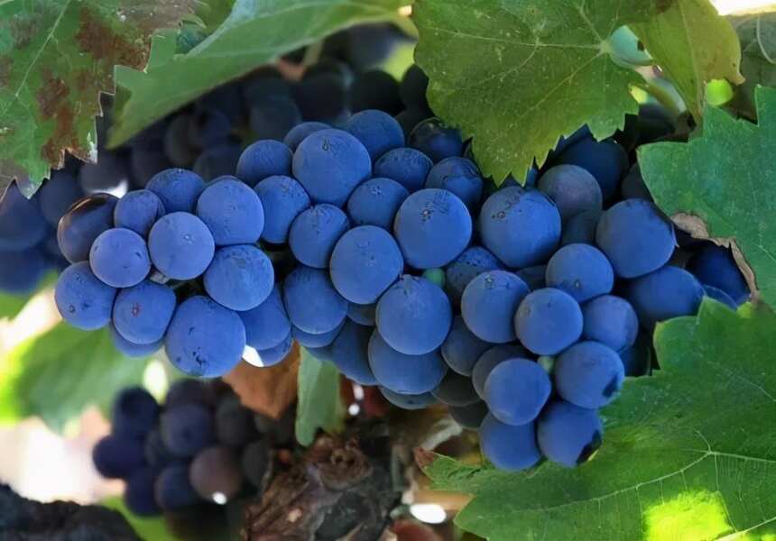 酿造红葡萄酒的常见品种