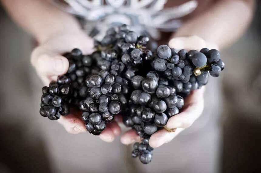黑皮诺——葡萄中的公主｜|它就是如此的身娇肉贵