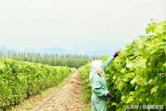 戈壁滩里种葡萄：中国西北孕育葡萄酒梦想