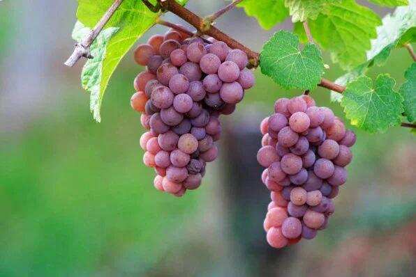 名字非常仙气的白葡萄品种