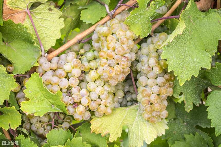 白葡萄的常见种类，白葡萄酒的常见酿酒葡萄，你知道吗？