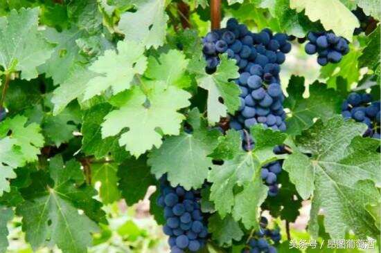 戈壁滩里种葡萄：中国西北孕育葡萄酒梦想