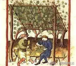 酿酒葡萄来源于同一祖先？是真的！
