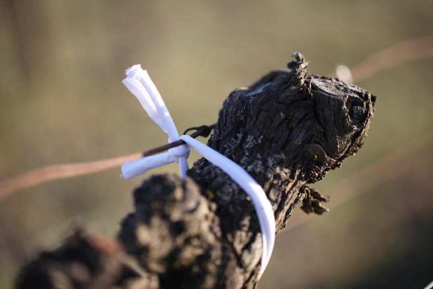 波尔多葡萄：从一颗葡萄嫩芽到您最喜欢的葡萄酒(护眼品质摄影）