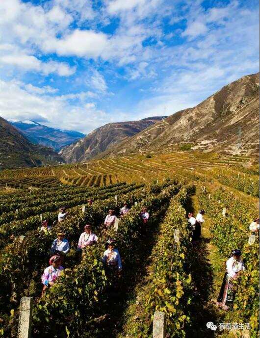 中国四川·世界高山葡萄酒产区发展现状与必然崛起的思考（下）