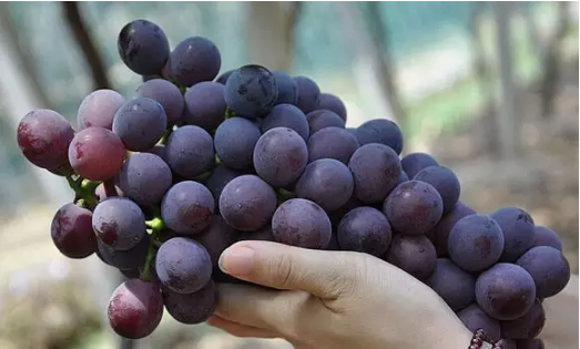 为什么喝葡萄酒比吃葡萄更保健养生？