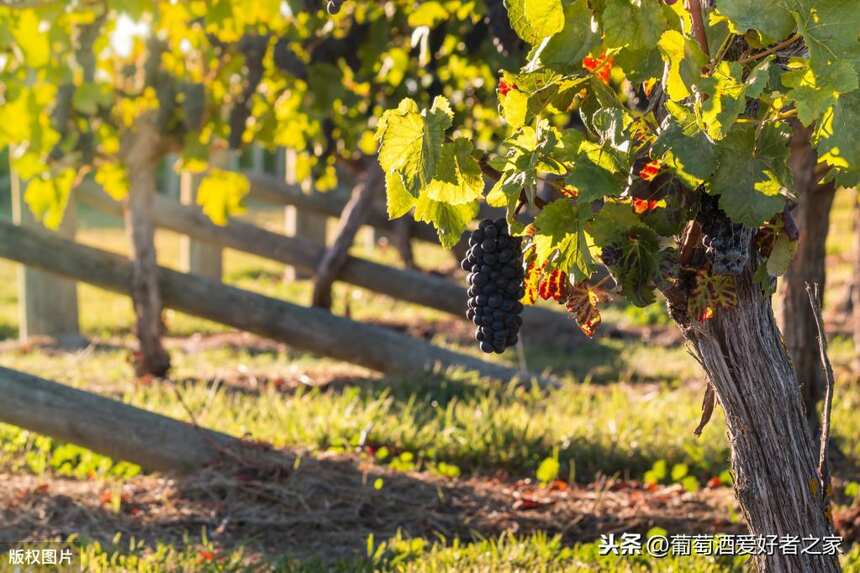 带你了解拉菲葡萄酒产地：波尔多的7大葡萄品种