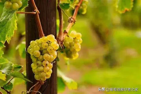 白葡萄酒主要品种：世界主流的12大白葡萄品种