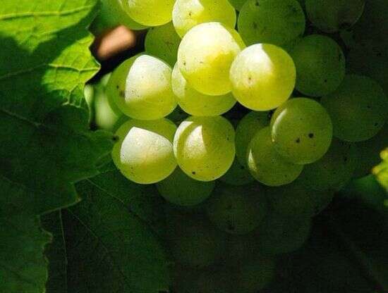 葡萄酒界葡萄品种熠熠发光的“明星大亨”