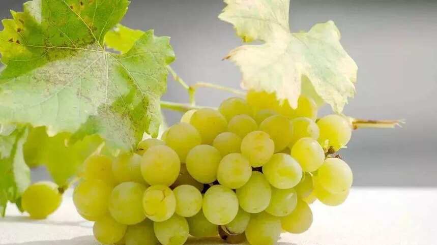意大利最高贵的葡萄品种
