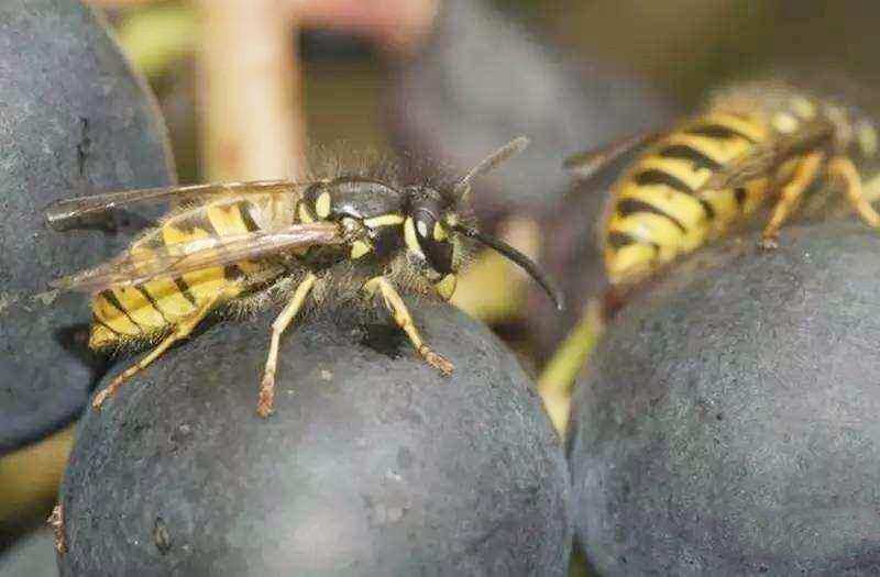 大黄蜂与葡萄之间你不了解的不解之缘，感叹大自然的鬼斧神工