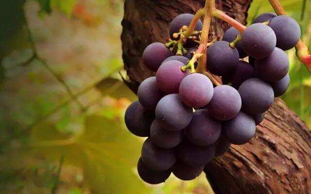 为什么喝红酒比吃葡萄更有保健效果