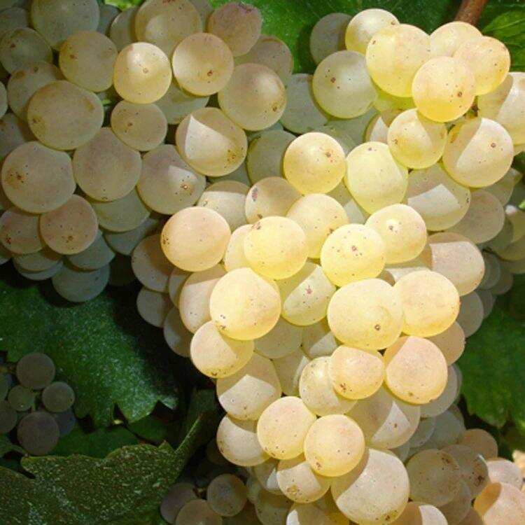和歌海娜拥有相同DNA的白歌海娜，它酿出来的葡萄酒口感如何呢？