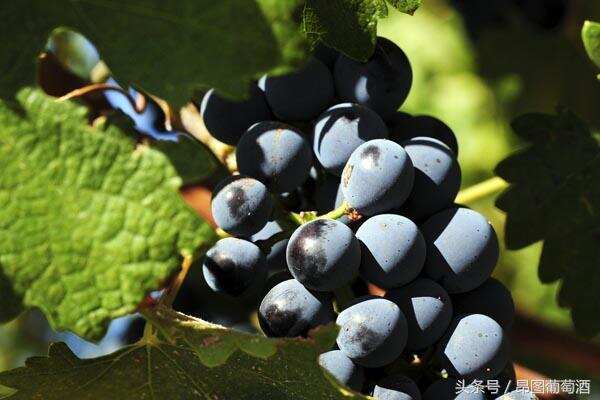 美国萤火虫山葡萄园2.5吨葡萄被盗，经济损失相当惨重