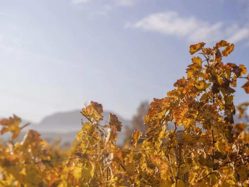老藤葡萄酿出来的葡萄酒品质怎么样？