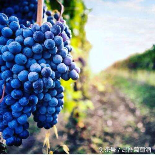意大利官方预测首发：2018年份葡萄酒产量将上升20%