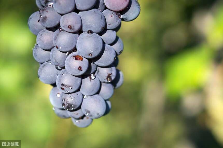 喜欢喝单宁低的葡萄酒，请记住这8种葡萄品种~