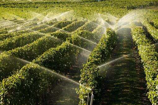 为什么全球变暖后的葡萄酒业应考虑旱耕（dry farming）？